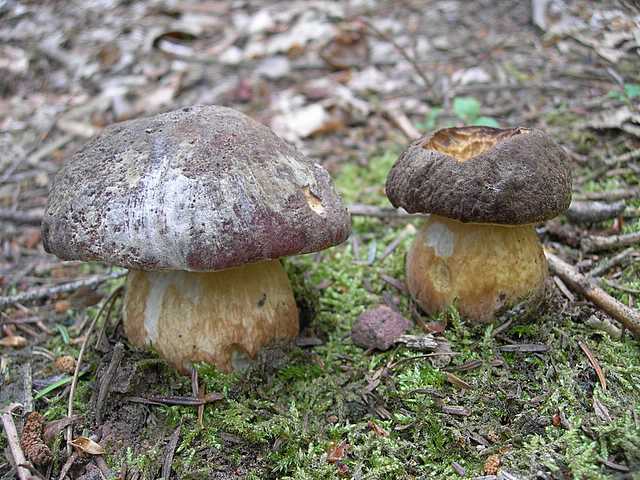 I funghi della foresta di Thann
